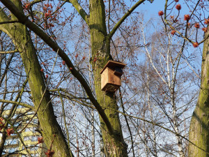 Ptačí budky v Ostravě slaví rekordní úspěch, oblíbily si je hlavně sýkorky