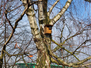 Ptačí budky v Ostravě slaví rekordní úspěch, oblíbily si je hlavně sýkorky