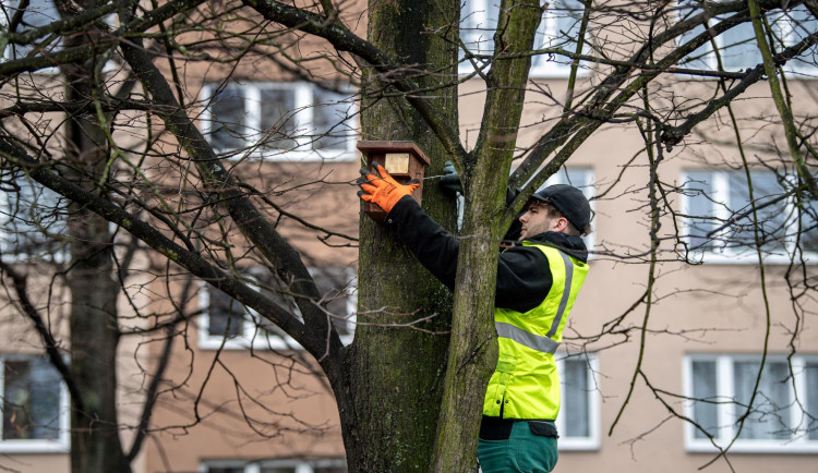 Ptačí budky v Ostravě slaví rekordní úspěch, oblíbily si je hlavně sýkorky