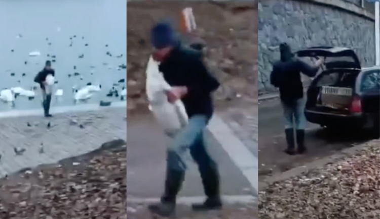 Muž si z pražské náplavky odnesl do auta labutě, nebylo to poprvé. Se zvířaty obchoduje