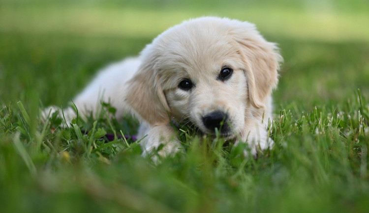 Pro štěně retrívra jel mladík z Hané přes celou republiku. Šlo ale o podvod