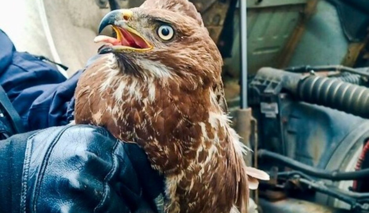 Káně lesní si z Lanškrouna do Hradce stoplo náklaďák