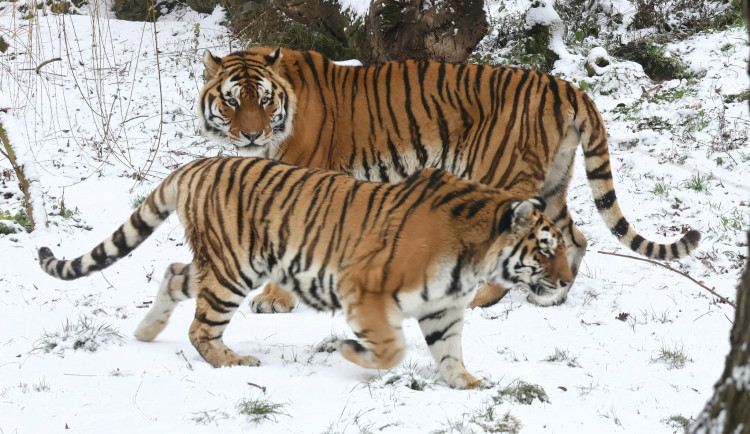 Hodonínská zoo zkouší novou metodu péče. Zvířata reagují na byliny a vůně