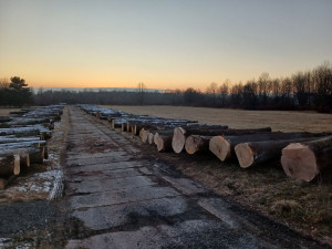 Potřebujete dřevo? Ostrava opět chystá aukci dřevin z městských lesů