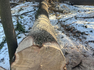 Potřebujete dřevo? Ostrava opět chystá aukci dřevin z městských lesů