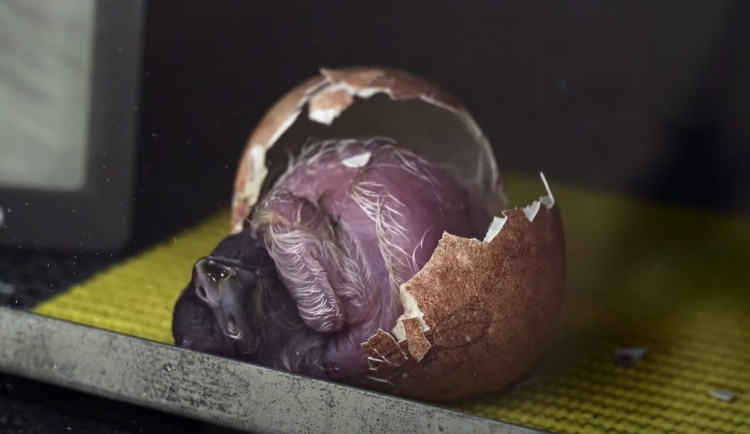 Byla to dvoudenní fuška. Zahrada zveřejnila video, jak se líhne orlosup