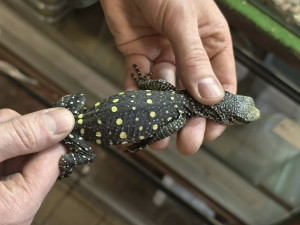 Unikátní odchov v ostravské zoo, odchovává dvě mláďata nejdelších varanů světa