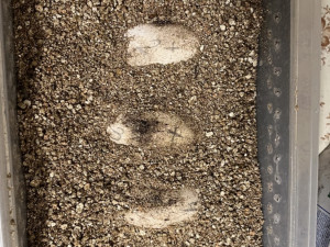 Unikátní odchov v ostravské zoo, odchovává dvě mláďata nejdelších varanů světa