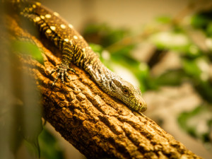 Unikátní odchov v ostravské zoo, odchovává dvě mláďata nejdelších varanů světa