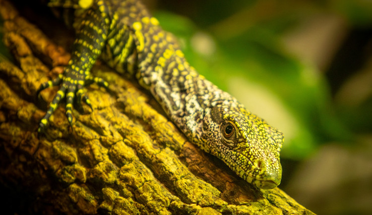 Unikátní odchov v ostravské zoo, odchovává dvě mláďata nejdelších varanů světa