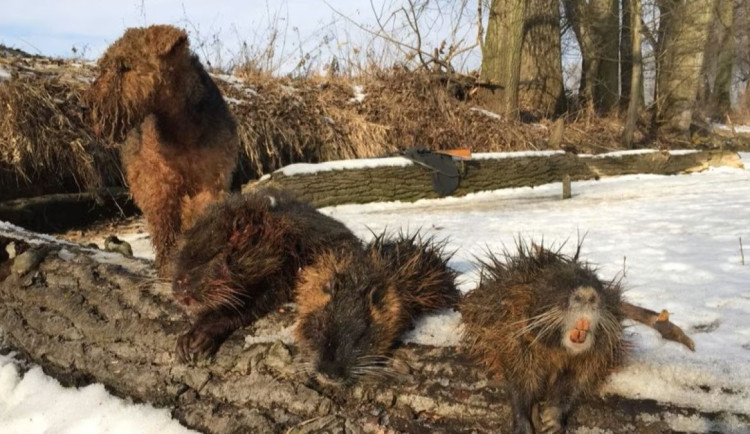 Olomouc bojuje s nutriemi. V okolí Moravy jsou stovky kusů, poškozují břehy a stromy
