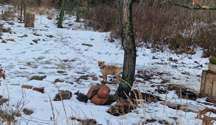 Po mrtvém bezdomovci zůstali dva psi, jednoho z nich odchytávali dlouhé tři týdny
