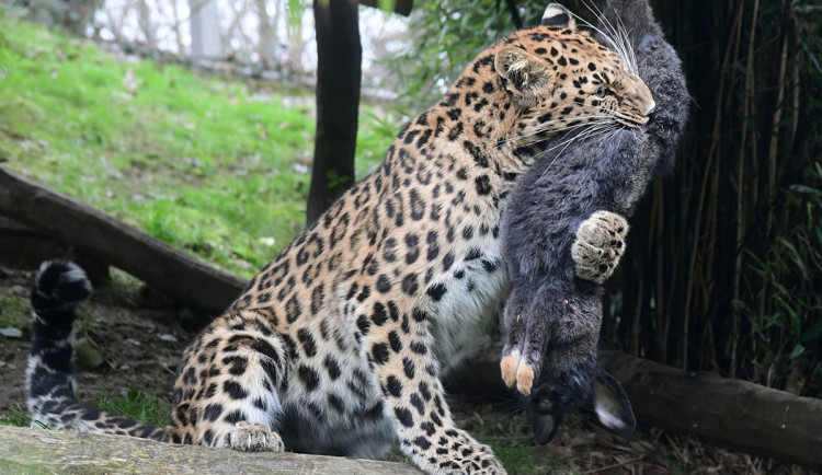 Krmivářská alchymie. Zoo Olomouc za potravu pro zvířata dala loni 8,7 milionu