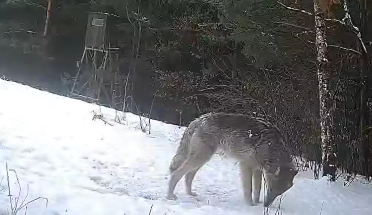 VIDEO: Vlci v okolí Zábřehu. K panice není žádný důvod, buďte však obezřetní, vyzývá radnice