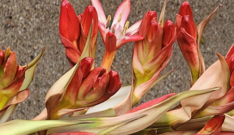 V liberecké botanické zahradě rozkvétá impozantní obří oštěpová lilie. Po 30 letech