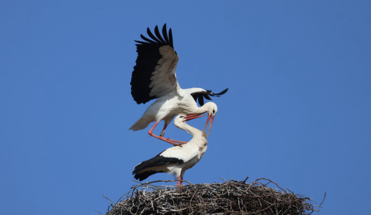 Čápi se postupně vrací zpět. První hnízdo obsadili v Jičíně