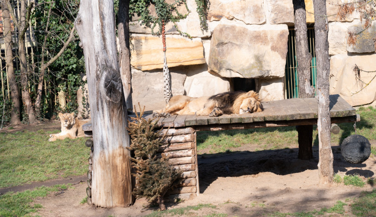 Teplé počasí láká ven obyvatele zoo. Slunečno si užívají například lvi nebo karakalové