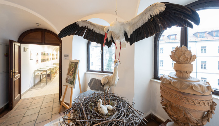 Kulturní tipy: Víkend na jihu zpestří ptačí stavitelé, malování keramiky i lyžování