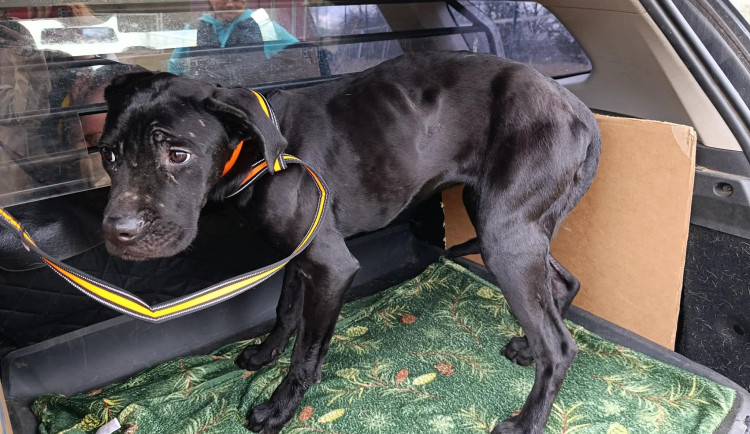 Růženka byla samý kousanec a páchla čpavkem, dohromady se jí snaží dát útulek