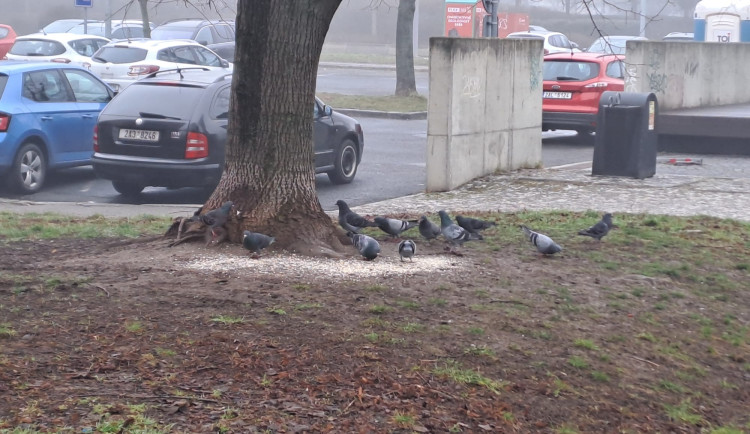 Letňany řeší krmení holubů. Radnice varuje před potkany, lidé chtějí efektivní řešení