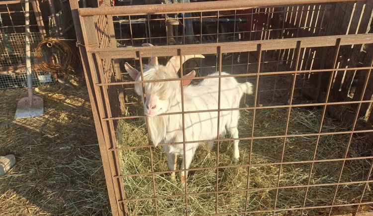 Majitel kozla z Ivančic se stále nenašel. Zvíře nemá známku a potřebuje péči