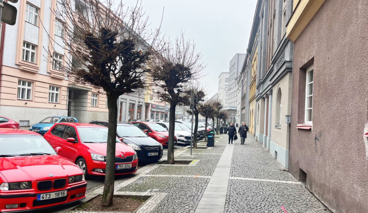 Javory kousek od Ulrichova náměstí v Hradci půjdou zítra k zemi, řidiči musí přeparkovat