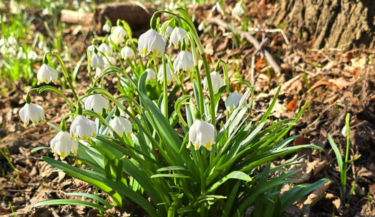 Nádhera v Litovelském Pomoraví, úžasné koberce květin, příroda se probouzí. Podívejte se