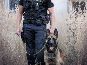 Vyčmuchají drogy i zloděje. Policejní psi se svými psovody měli loni přes 1700 zásahů