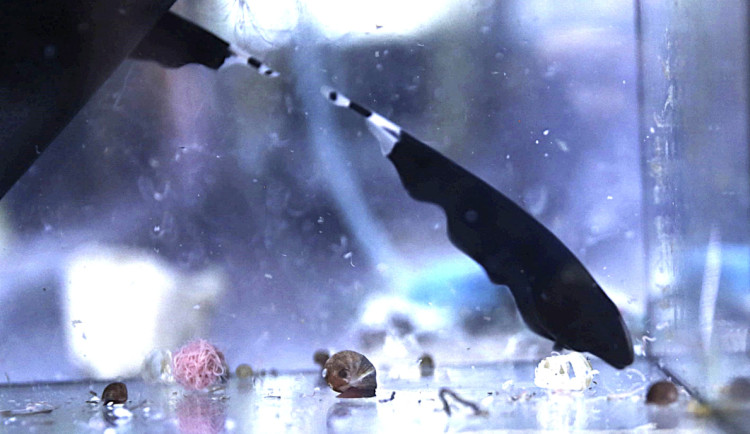 V Ostravě slaví výjimečný úspěch, jako první přirozeně rozmnožili tropickou rybu