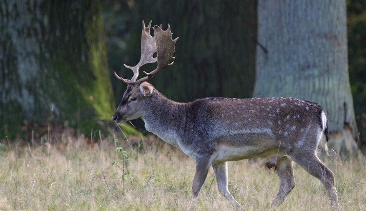 Daněk se v lese na Blanensku zapletl do maskovací sítě. Policisté ho vysvobodili