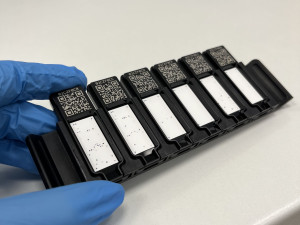 Na jarní alergie platí procházky po dešti, odborníci radí i další fígle