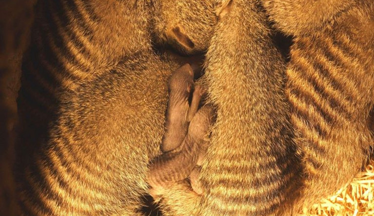 Ilustrační fotografie