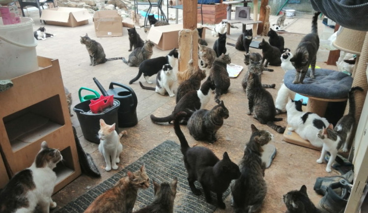 Zloděj ukradl 50 tisíc pro opuštěné kočky. Lidé chlupáčům posílají příspěvky znovu