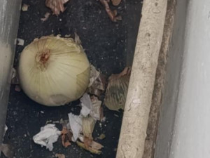 Myší bobky i mrtvý hlodavec mezi jídlem. Inspektoři zavřeli kebab v Ostravě