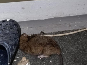 Myší bobky i mrtvý hlodavec mezi jídlem. Inspektoři zavřeli kebab v Ostravě