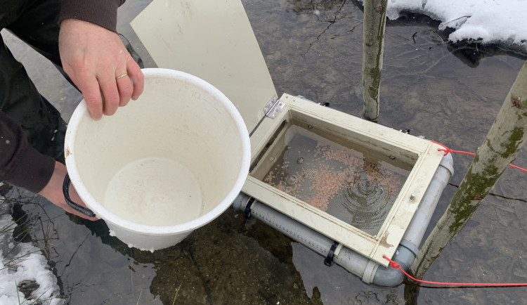 Novinka při rozšiřování populace pstruha v tocích Jizerských hor: inkubační boxy