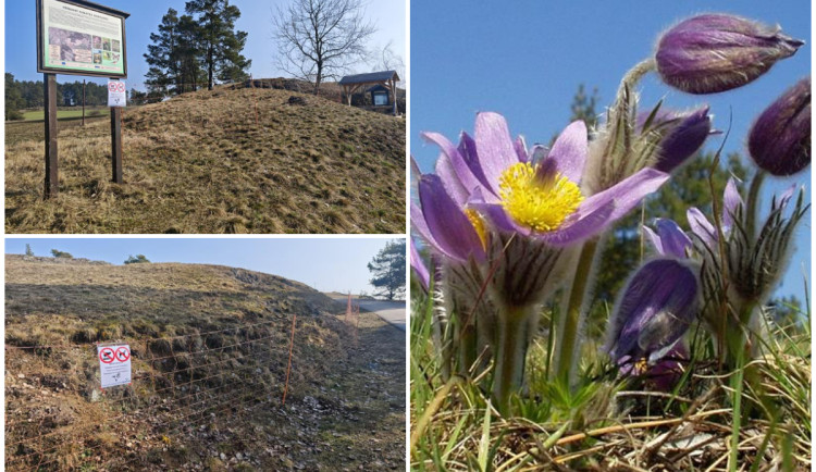 I na Vysočině začínají kvést koniklece. Do lokality na Třebíčsku je teď omezený vstup