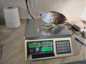 Sražená hrdlička i uvězněný puštík. V Bartošovicích mají napilno