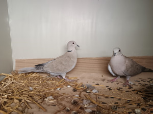 Sražená hrdlička i uvězněný puštík. V Bartošovicích mají napilno