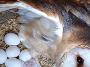 Sražená hrdlička i uvězněný puštík. V Bartošovicích mají napilno