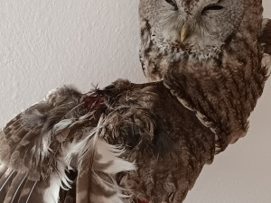 Sražená hrdlička i uvězněný puštík. V Bartošovicích mají napilno