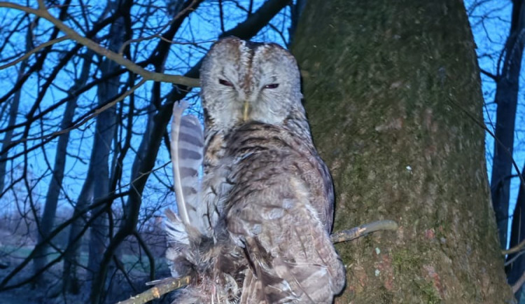 Sražená hrdlička i uvězněný puštík. V Bartošovicích mají napilno