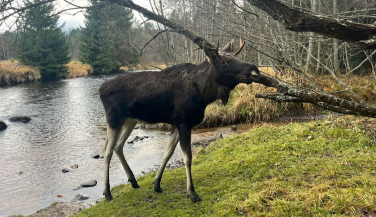 Los Emil je zpět. Po zimě se znovu ukázal na Šumavě a lidé slaví jeho návrat