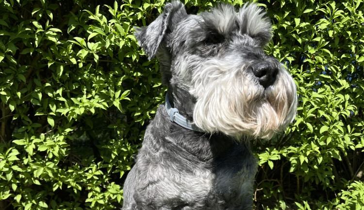 Konec éry petard? Přísnější pravidla letos zachránila desítky mazlíčků