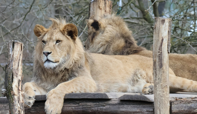 FOTO: Vzácný lev odcestoval ze Dvora do Izraele, nebezpečí mu prý nehrozí