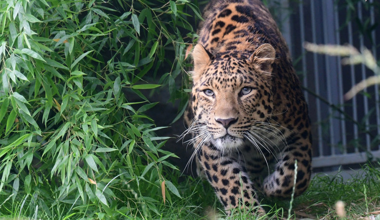 VIDEO: Roztomilá levhartí trojčata. Zoo Olomouc se raduje ze vzácných přírůstků