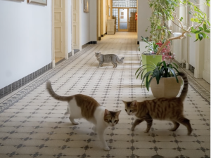 Kočky na magistrátu nebo kebab na úřadě. Moravskoslezský kraj ovládly aprílové žerty