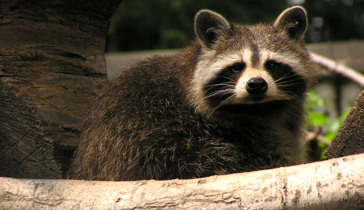 V Ostravě čelí mývalí invazi. Roztomilí medvídci sežrali vzácné škeble v zoo