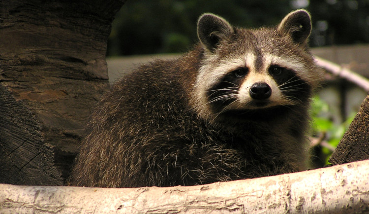 V Ostravě čelí mývalí invazi. Roztomilí medvídci sežrali vzácné škeble v zoo