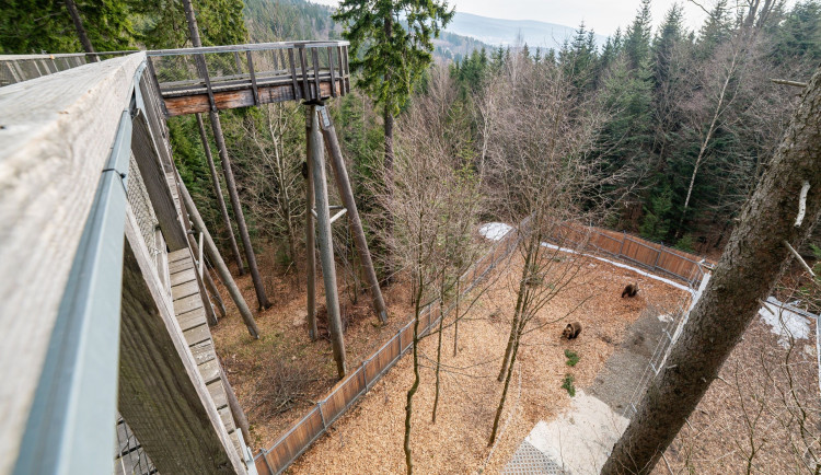 TIP NA VÝLET: V Krkonoších se otevírá Medvědí stezka. Lidé mohou sledovat šelmy z terasy